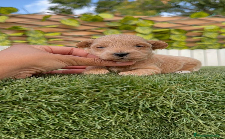 Maltipoo perros - Anuncio 1