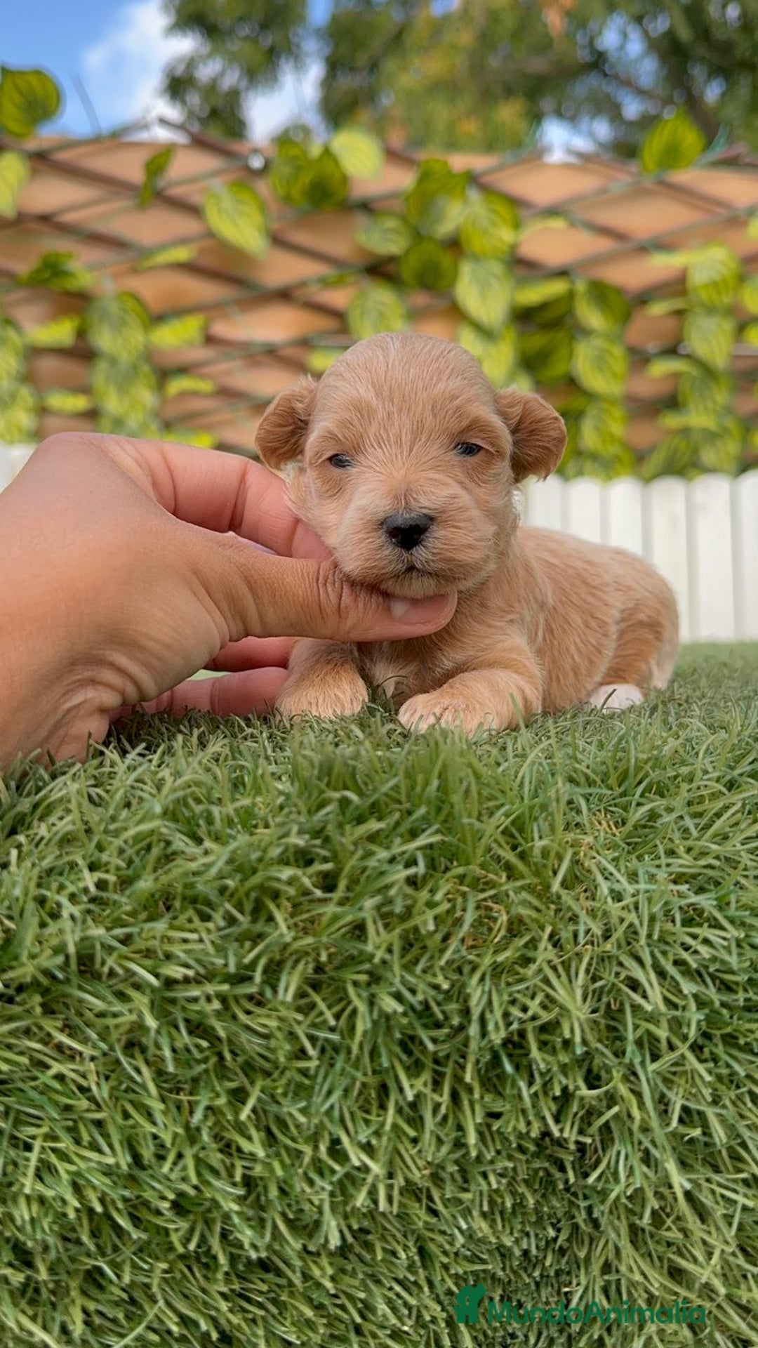 Maltipoo perros en venta: MALTIPOO - Imagen 1