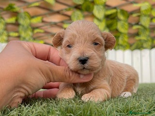 Maltipoo perros - Anuncio 6