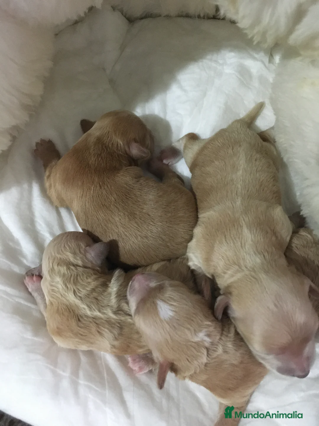 Maltipoo perros en venta: MALTIPOO APRICOT Y ROJOS en Madrid - Anuncio 3