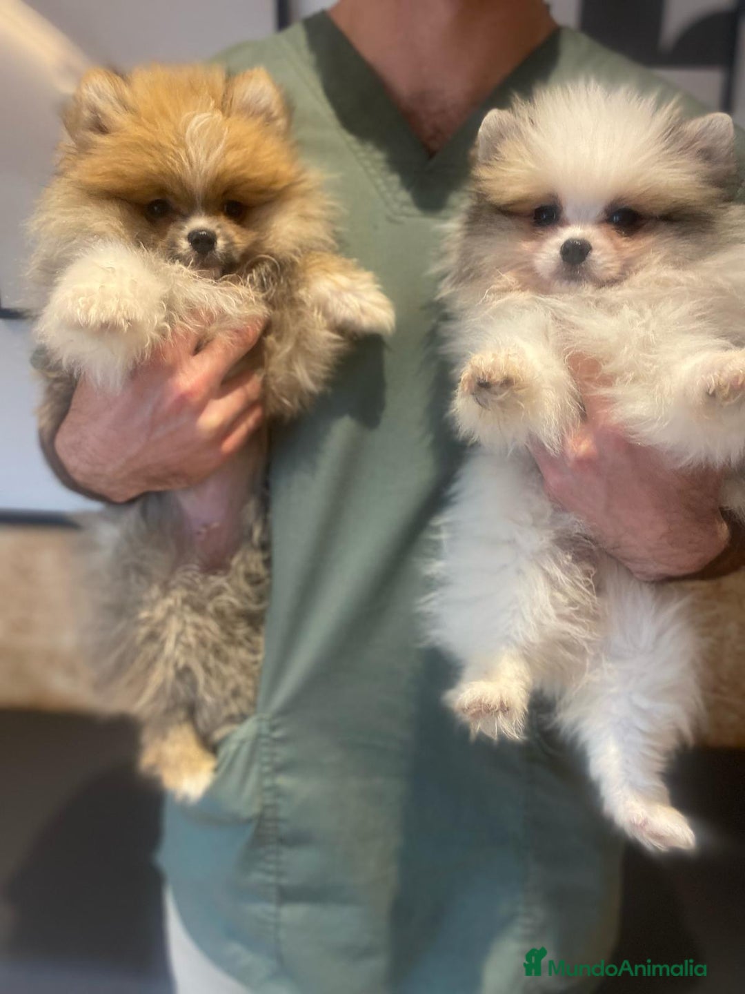 Pomerania perros en venta: Pomerania toy cara de oso - Imagen 4