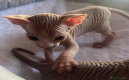 Sphynx gatos en venta: Sphyn - Imagen 2