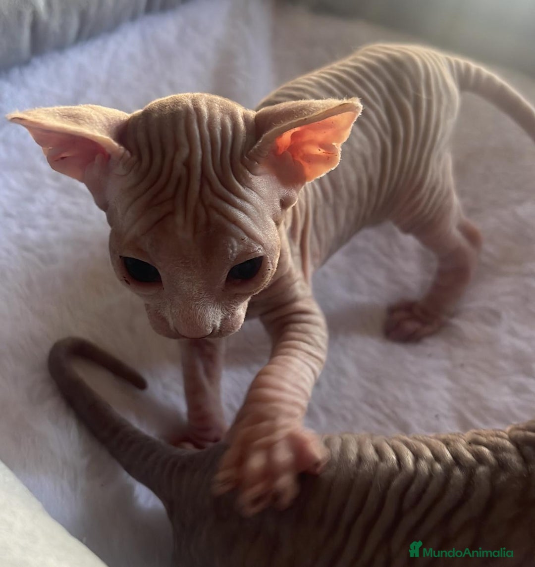 Sphynx gatos en venta: Sphyn - Imagen 2