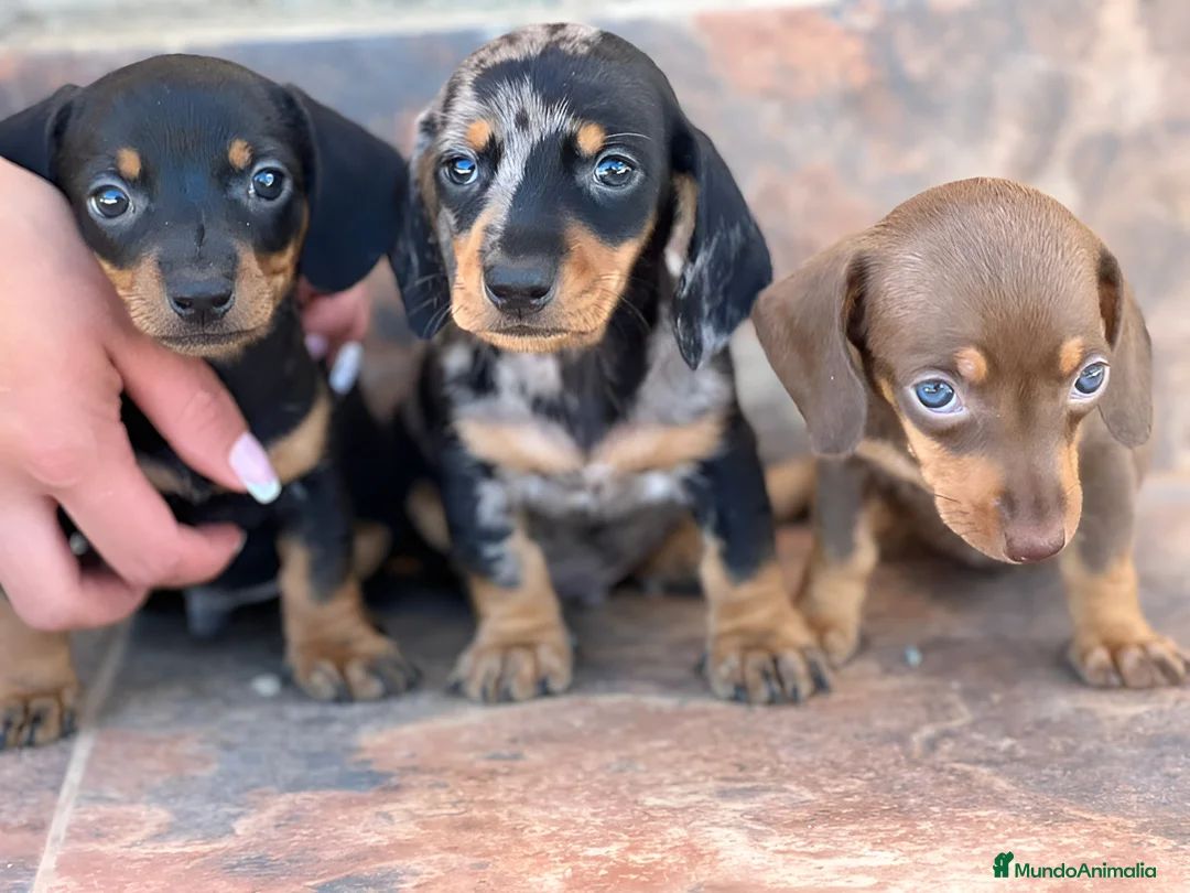 Teckel Miniatura perros en venta: TECKEL MINI TODA ESPAÑA  - Anuncio 1