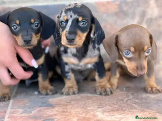 Teckel Miniatura perros TECKEL MINI TODA ESPAÑA - Anuncio 6