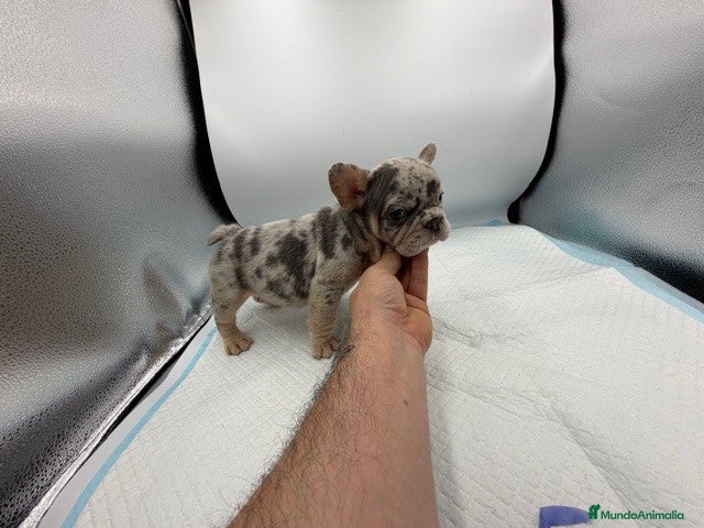 Bulldog Francés perros bulldog frances del valle caprice - Anuncio 3