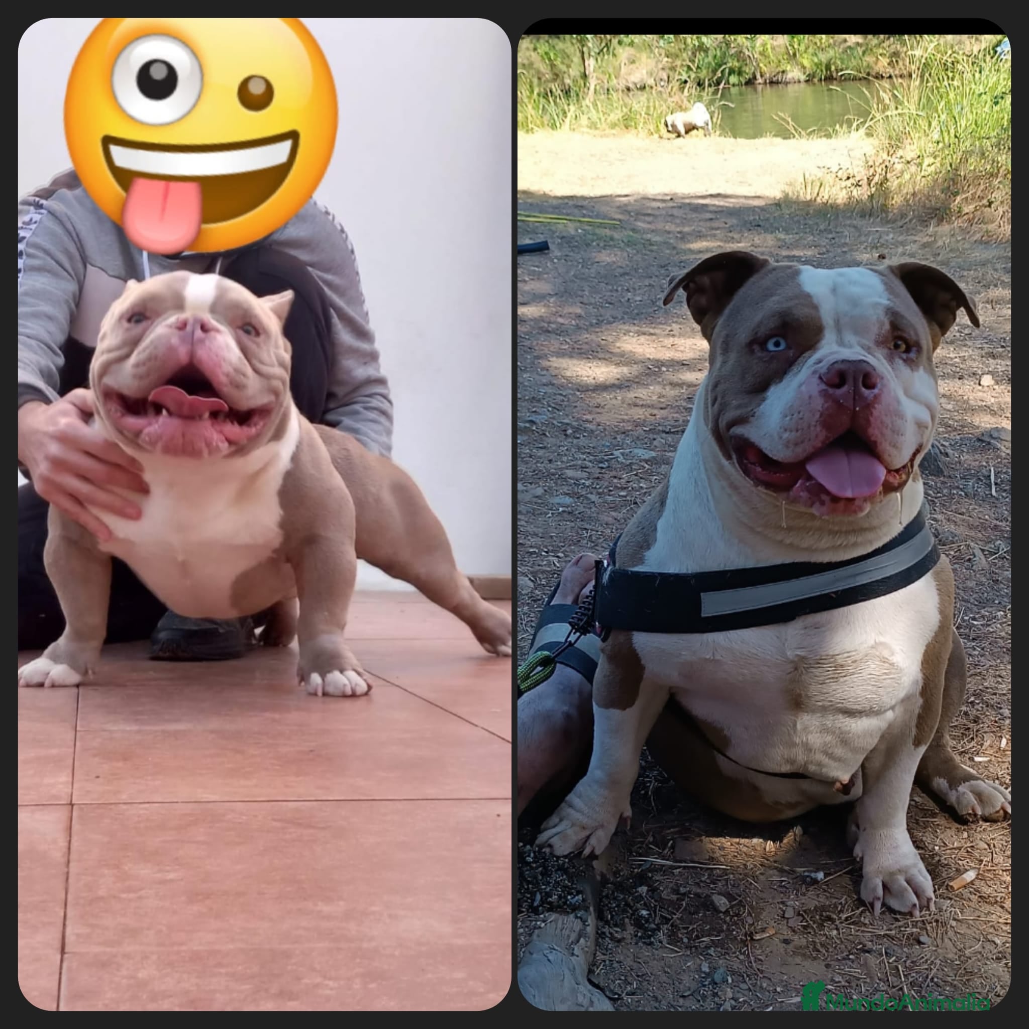 American Bully perros American bully pocket  - Anuncio 2