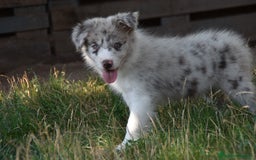Border Collie perros en venta: MACHO rojo mirlo de Border Collie - Imagen 7