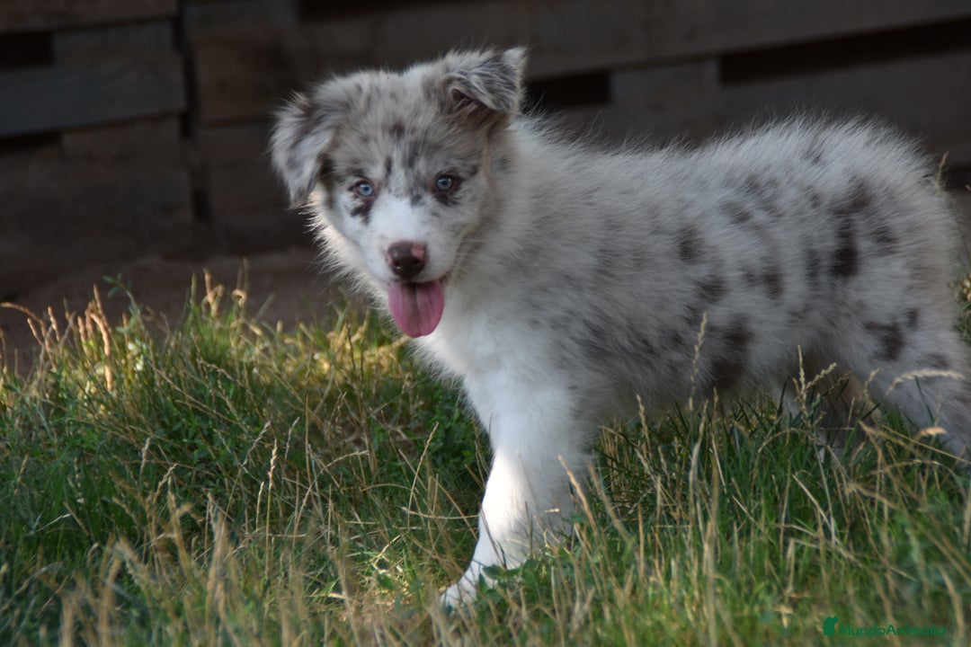 Border Collie perros en venta: MACHO rojo mirlo de Border Collie - Imagen 7