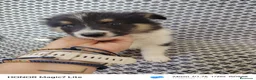 Collie de Pelo Largo perros en venta: Rough collie  - Anuncio 7