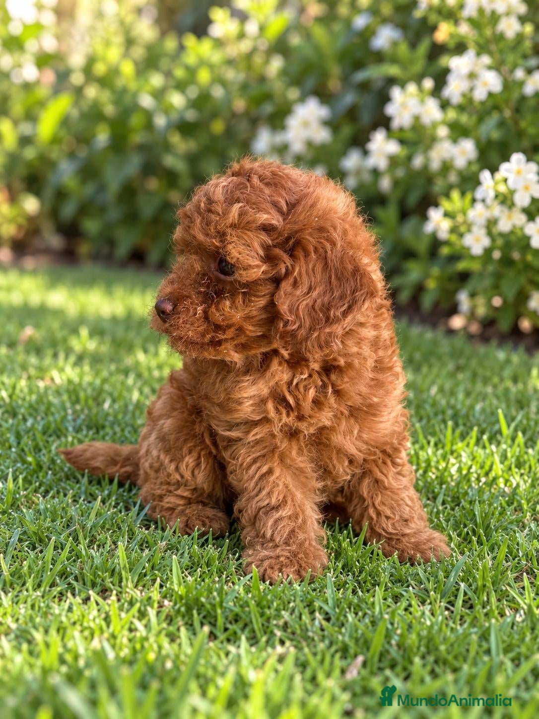 Caniche Toy perros en venta: Caniche toy - Anuncio 3
