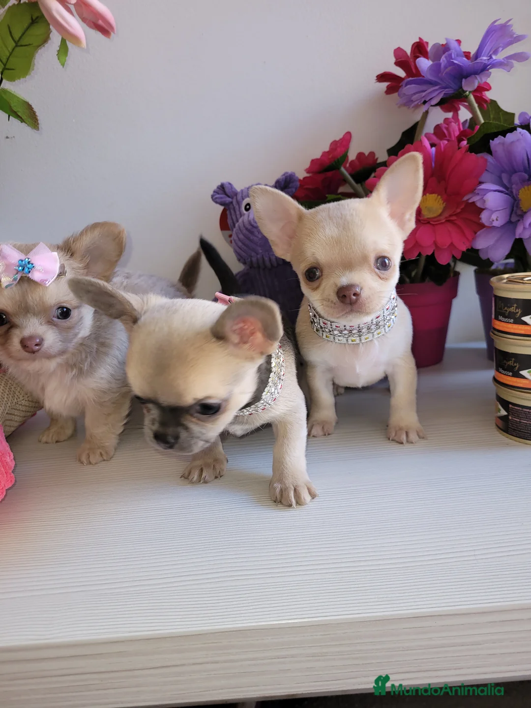 Imagen de galería {{count}}