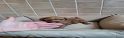 Raza Mixta perros en venta: Caniche toy y enano - Anuncio 6