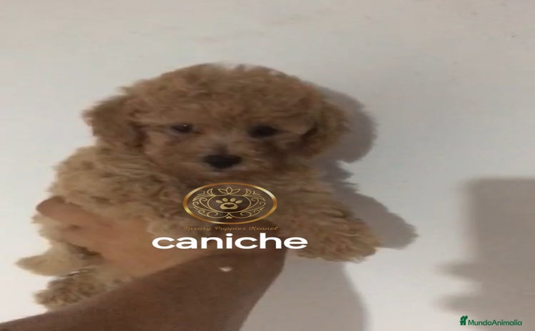 Caniche Toy perros - Propaganda 3