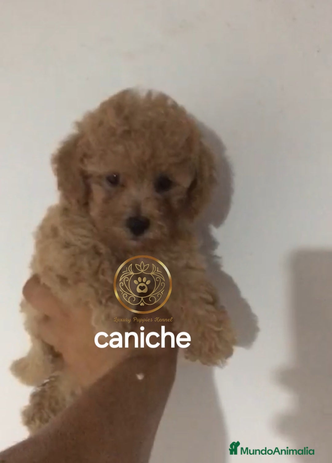 Caniche Toy perros en venta: Caniche toy  - Imagen 1