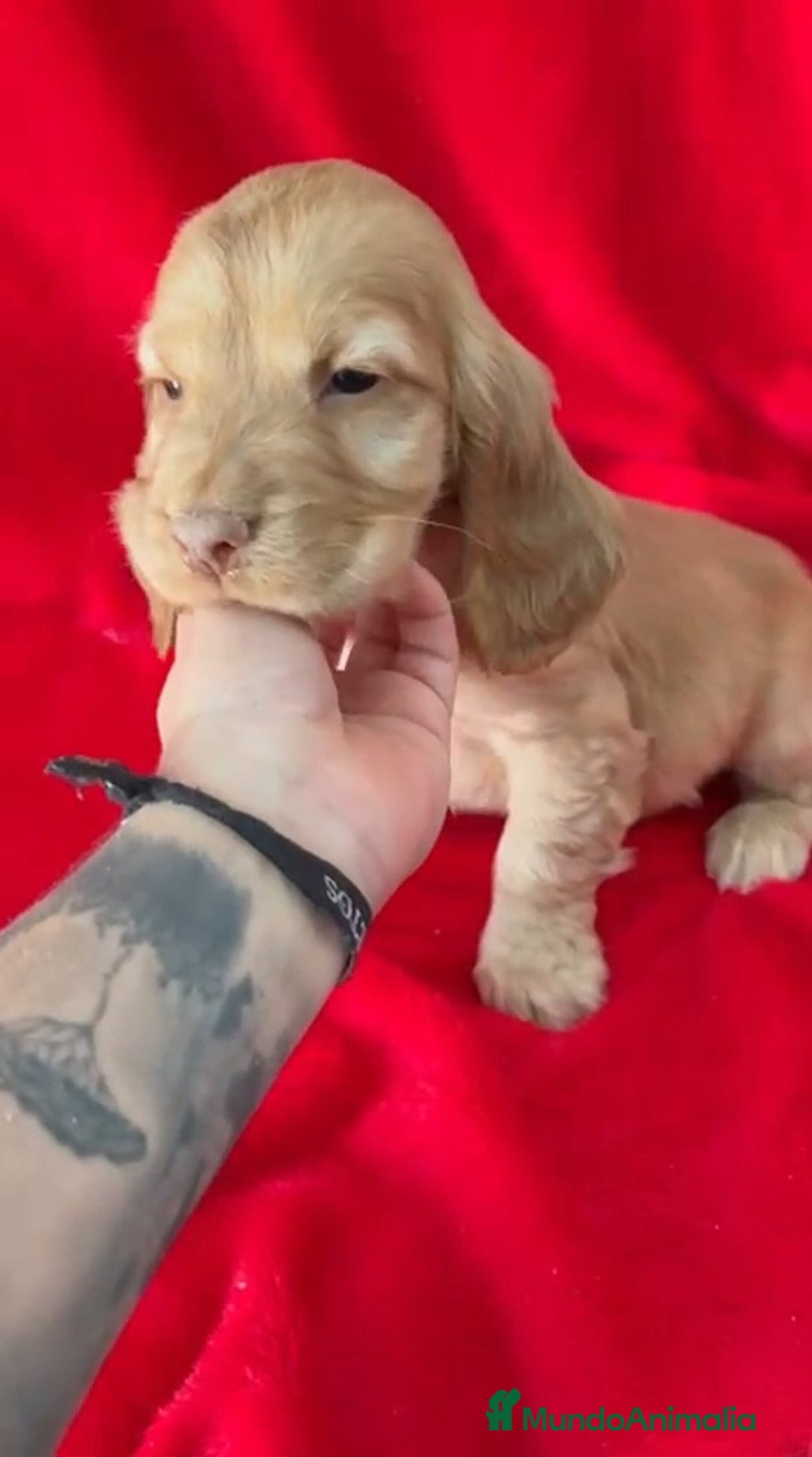 Cocker Spaniel Inglés perros en venta: Cocker Spaniel  - Anuncio 2