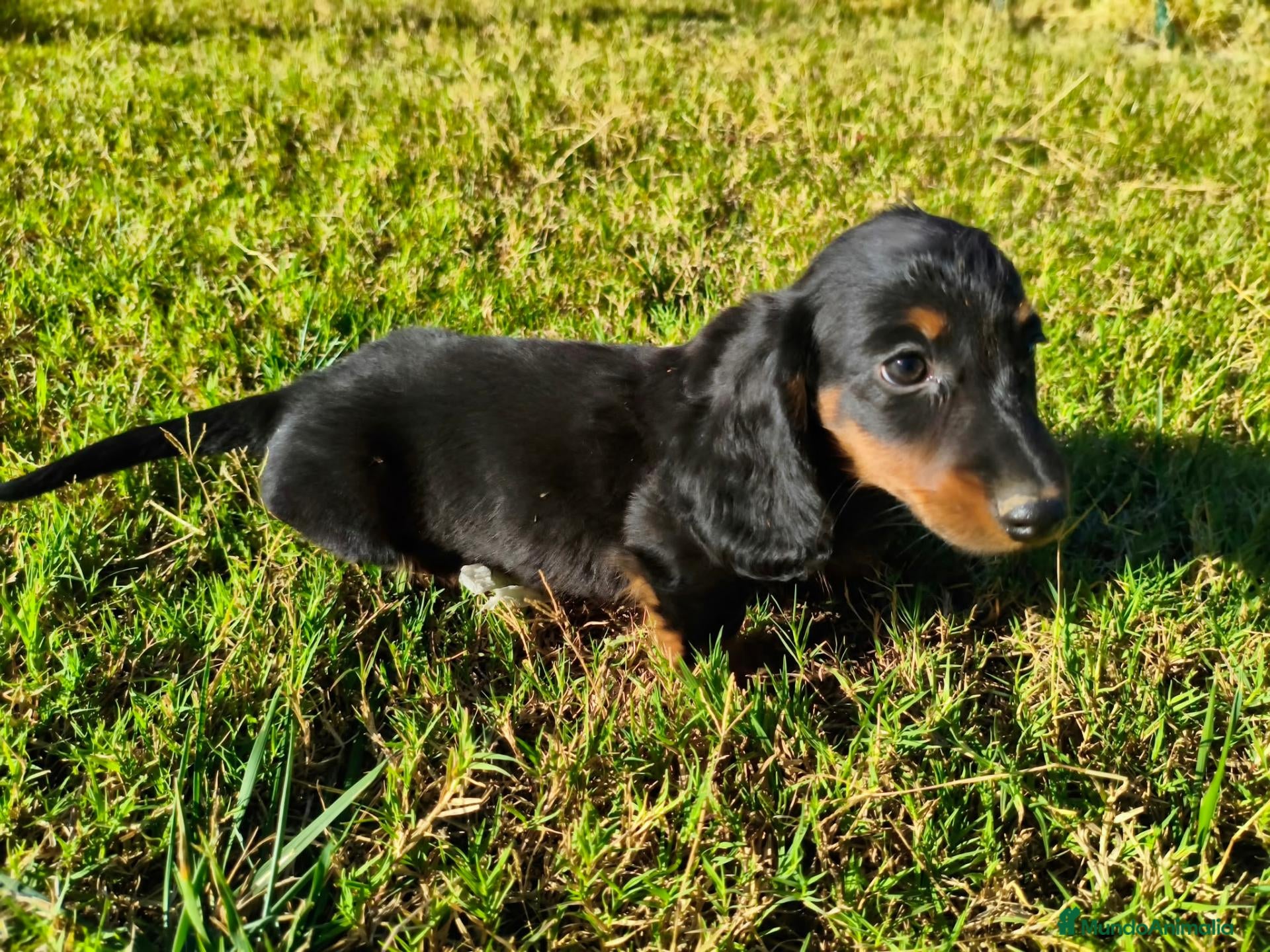 Teckel Miniatura perros en venta: teckel exotico - Anuncio 2
