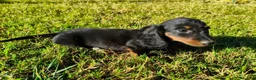 Teckel Miniatura perros en venta: teckel exotico en Toledo - Anuncio 1