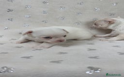 Chihuahua perros en venta: Chihuahua macho y hembra  - Imagen 6