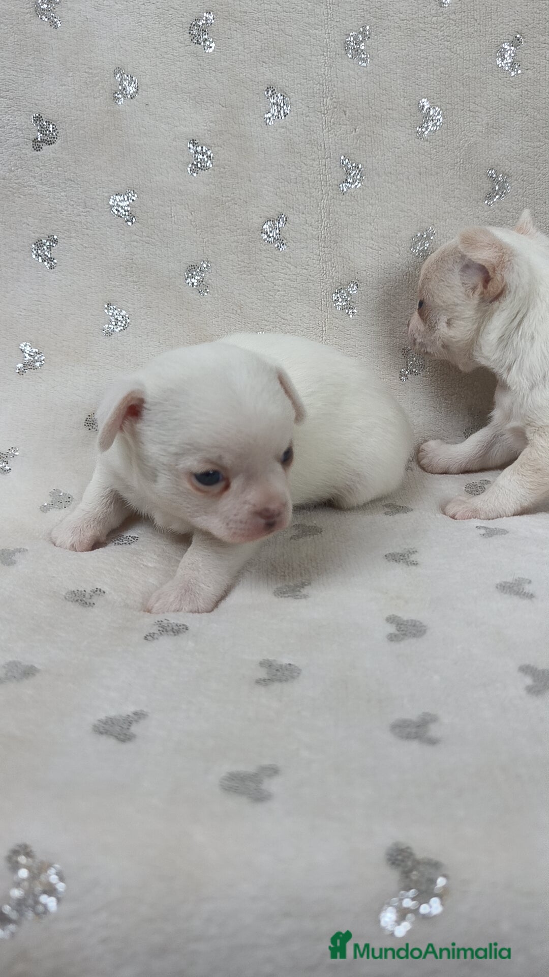 Chihuahua perros en venta: Chihuahua macho y hembra  - Imagen 6