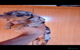 Teckel Miniatura perros en venta: Teckel kaninchen  - Imagen 4