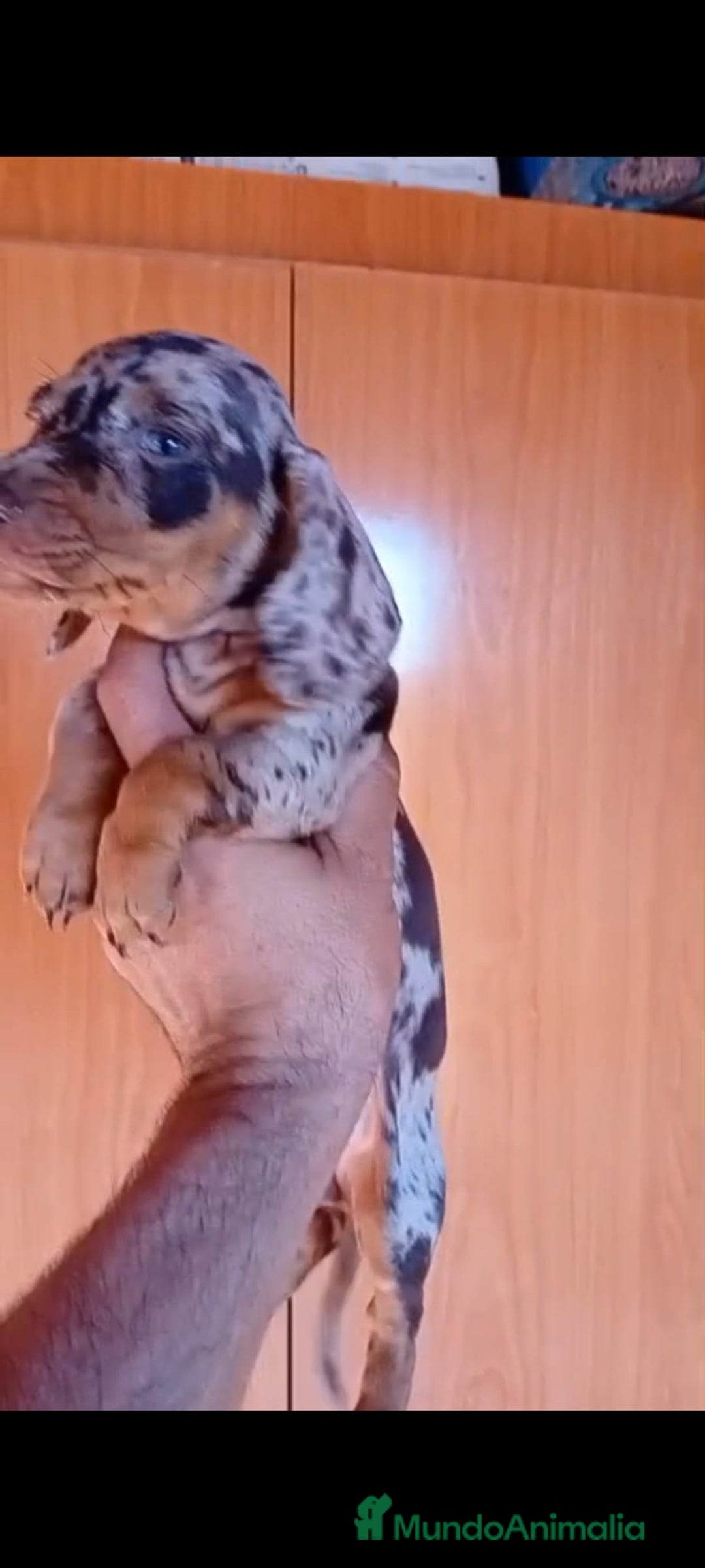 Teckel Miniatura perros en venta: Teckel kaninchen  - Imagen 4
