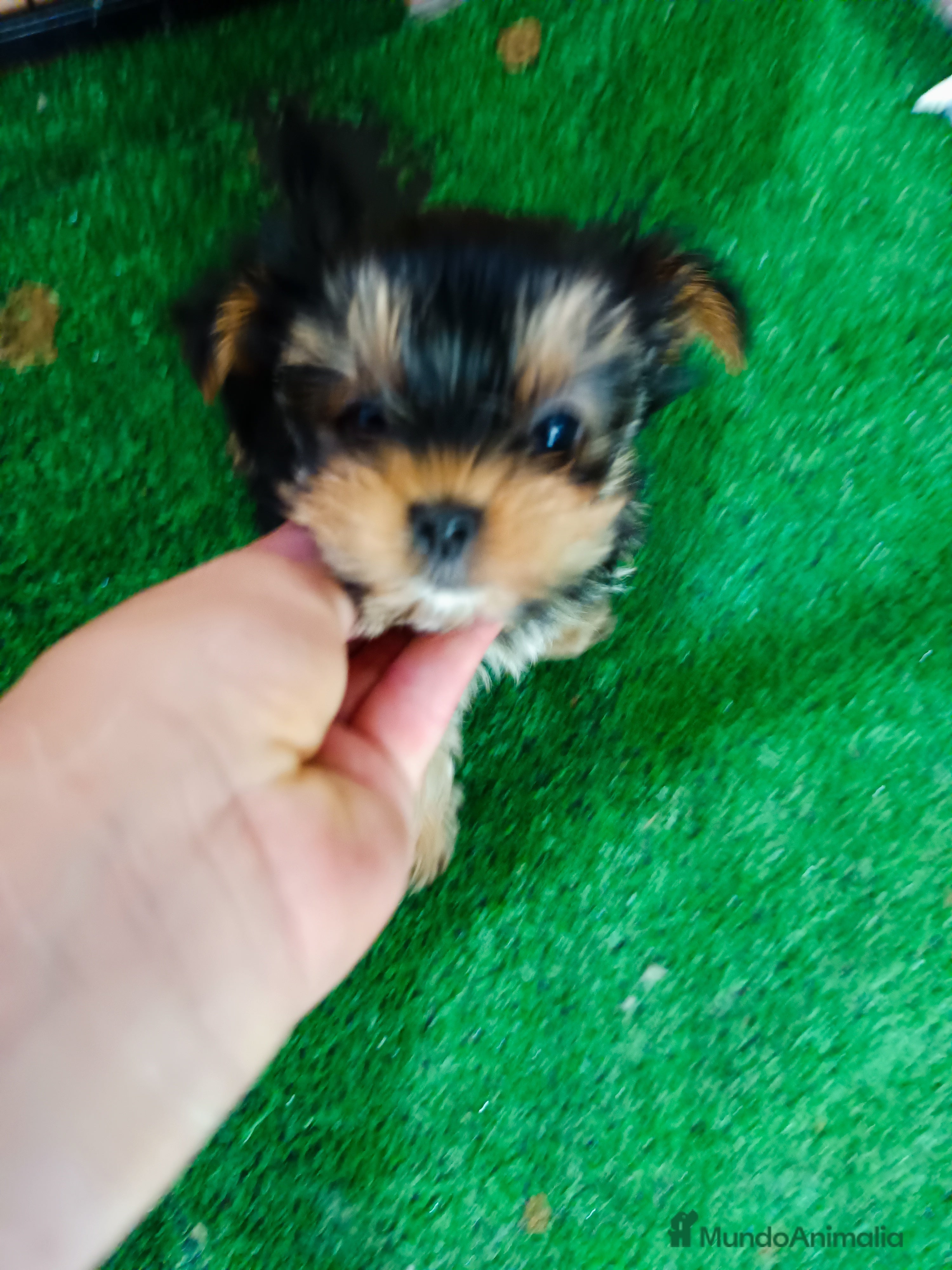 Yorkshire Terrier perros Yorkshire miniaturas en Badajoz - Anuncio 33