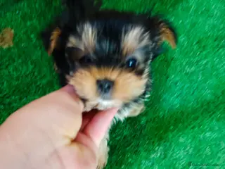 Yorkshire Terrier perros Yorkshire miniaturas en Badajoz - Anuncio 42