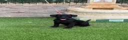 Jack Russell Terrier perros en venta: Cachorra parterdale - Anuncio 2