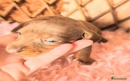 Teckel perros en venta: 🌟Tekel Arlequín y Negros fuego🌟 - Anuncio 7