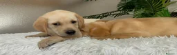 Labrador Retriever perros en venta: LABRADOR RETRIEVER  - Anuncio 6