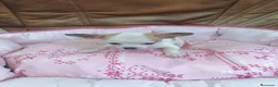 Chihuahua perros en venta: CHIHUAHUA TOY  - Anuncio 7