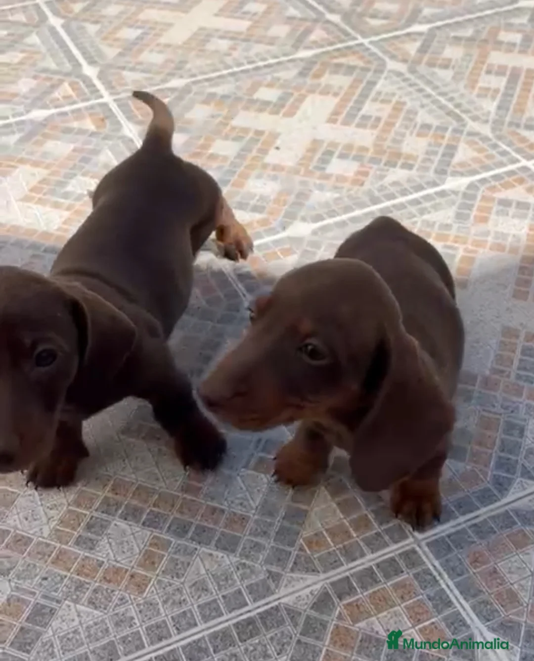 Teckel perros en venta: Teckel merle chocolate en Cáceres - Anuncio 3