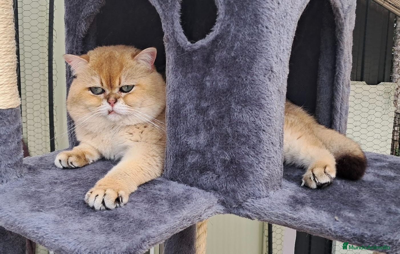 Británico de Pelo Corto gatos Monta gato - Anuncio 2