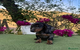 Teckel Miniatura perros en venta: Teckel kanichen macho arlequín plata  - Imagen 1