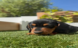 Teckel Miniatura perros en venta: TECKEL MINIATURA - Imagen 13