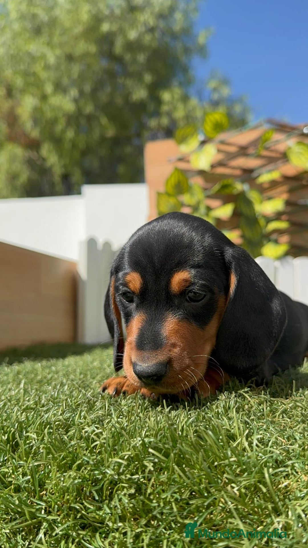 Teckel Miniatura perros en venta: TECKEL MINIATURA - Imagen 13