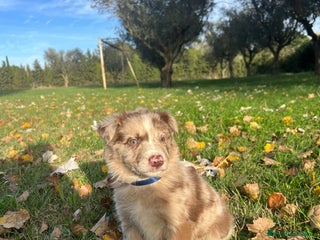 Border Collie perros - Anuncio 2