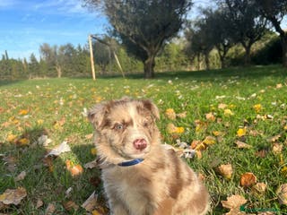 Border Collie perros Borde collie - Anuncio 33