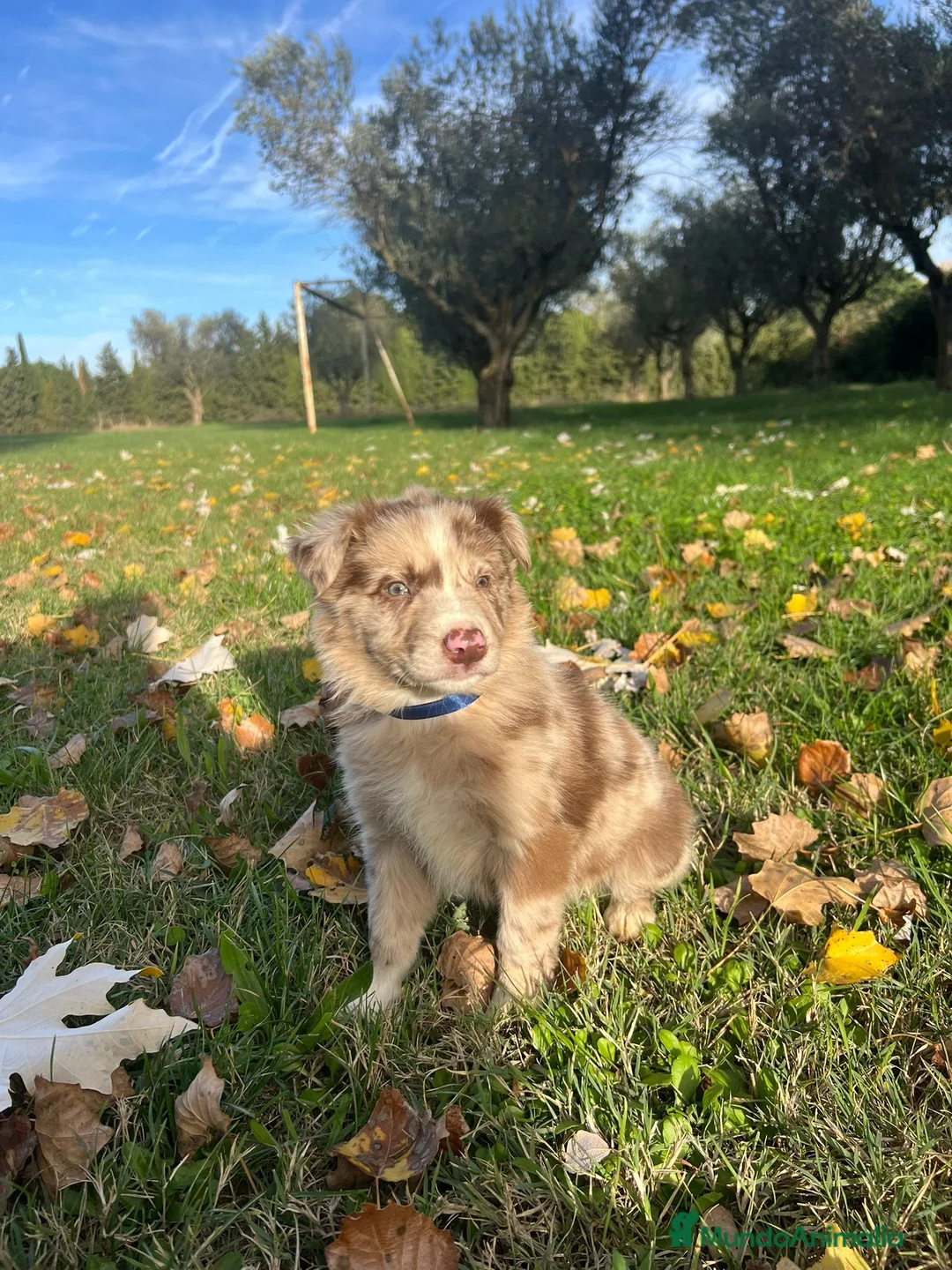 Border Collie perros en venta: Borde collie  - Anuncio 1