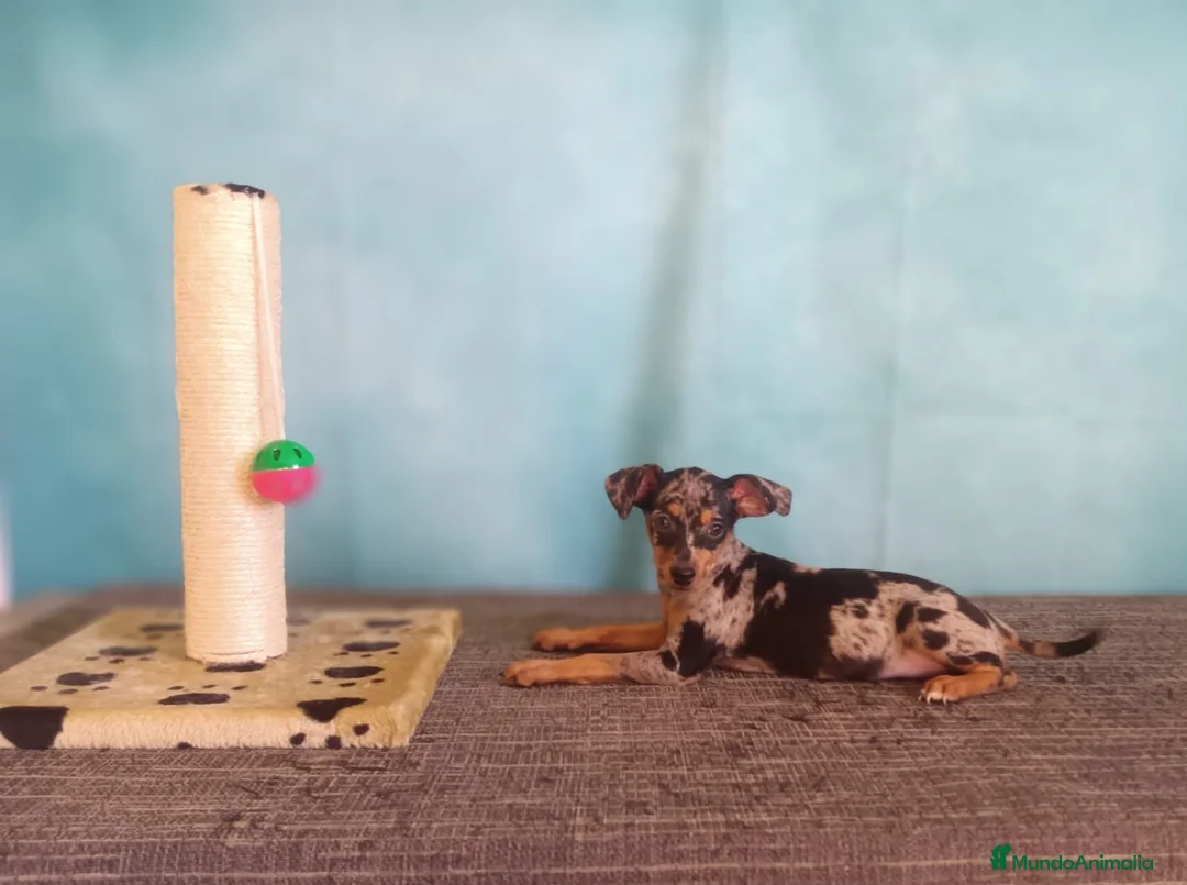 Pinscher Miniatura perros en venta: Cachorritos de Mini Pinscher Merle🐾 - Anuncio 3