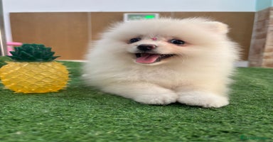 Pomerania perros - Propaganda 15