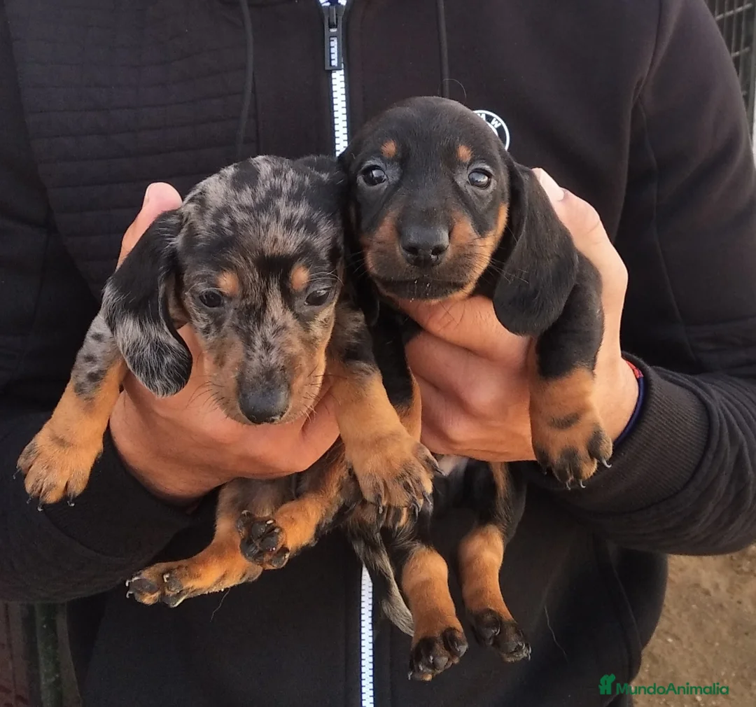 Teckel perros en venta: Cachorritos de teckel  - Anuncio 2