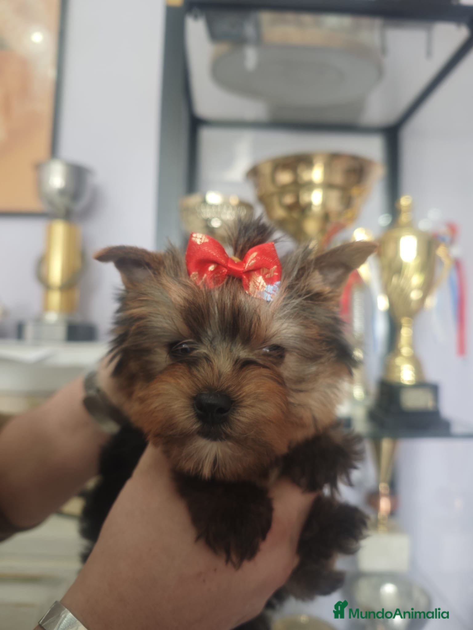 Yorkshire Terrier perros Precioso y exclusivo Yorkshire Macho - Anuncio 1
