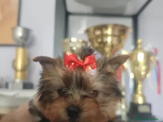 Yorkshire Terrier perros Precioso y exclusivo Yorkshire Macho - Anuncio 25