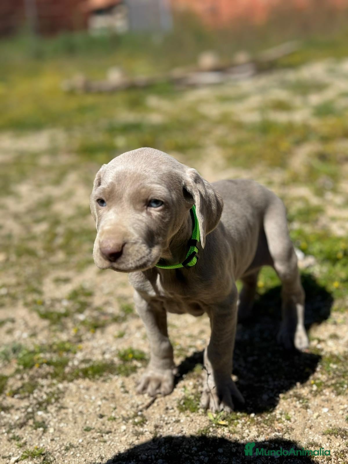 Weimaraner perros Último macho de Braco de weimar  - Anuncio 1