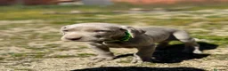 Weimaraner perros en venta: Último macho de Braco de weimar  - Anuncio 1