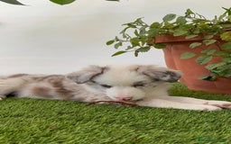 Border Collie perros en venta: BORDER COLLIE MACHO - Imagen 9