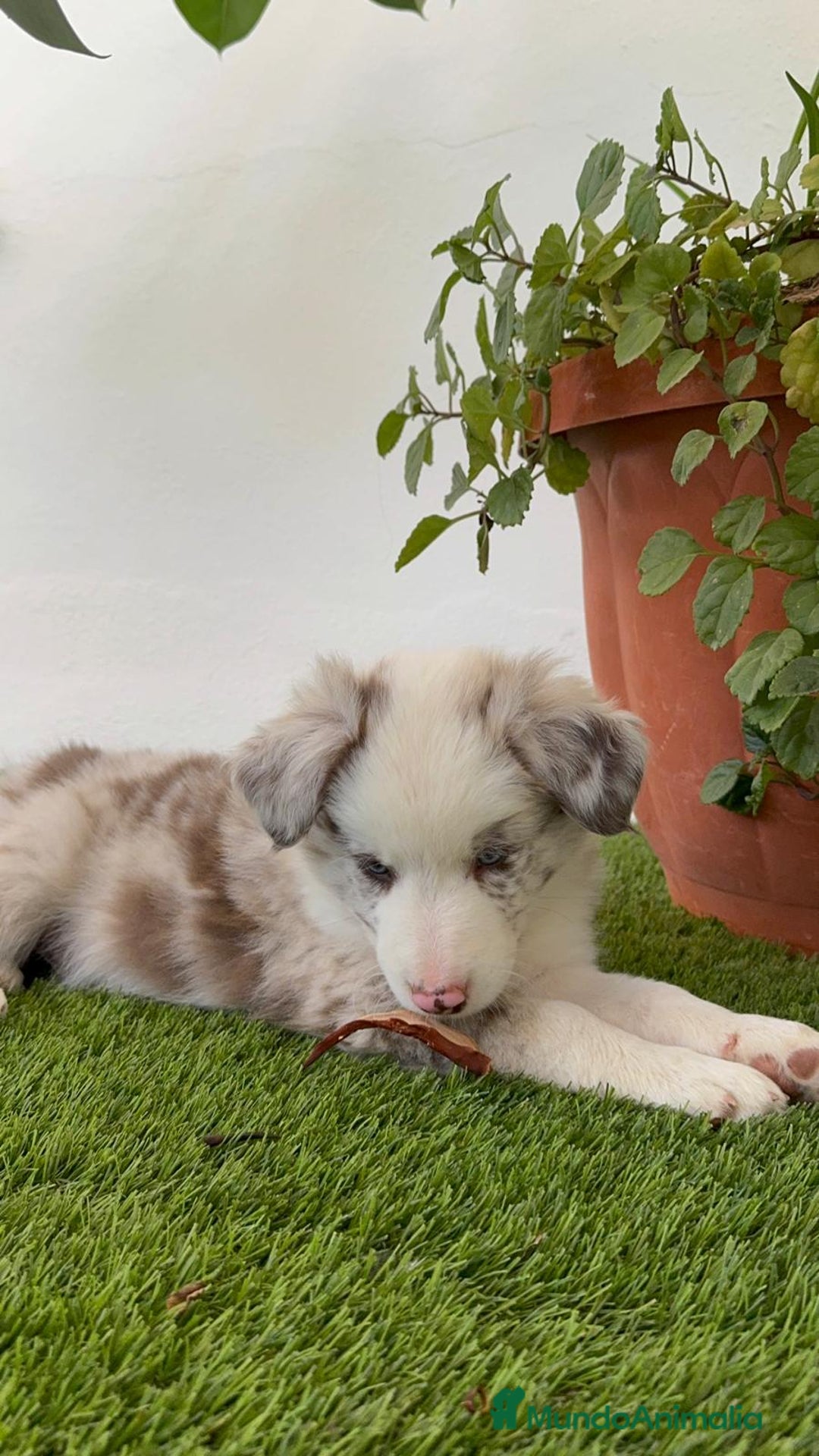 Border Collie perros en venta: BORDER COLLIE MACHO - Imagen 9