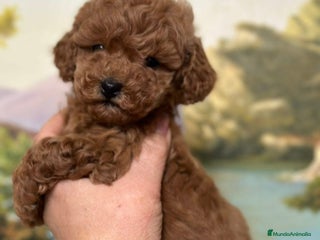 Caniche Toy perros en Asturias - Anuncio 5